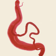 Schistosoma mansoni